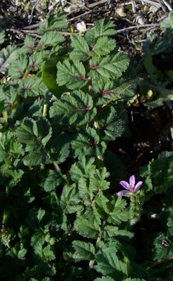 Musky stork's-bill