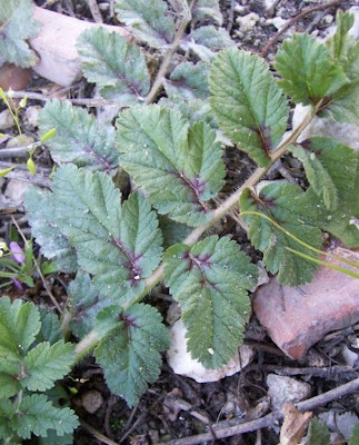 Musky stork's-bill