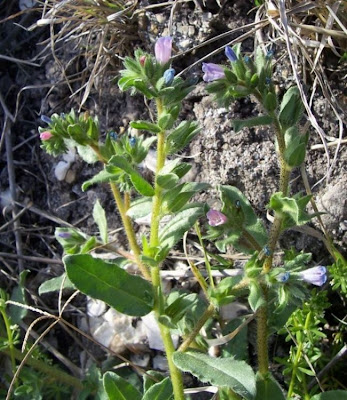Echium parviflorum,
Small Flowered Bugloss,
Viperina parviflora