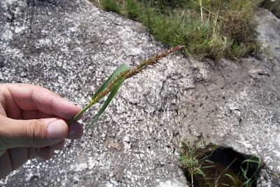 Echinochloa colona,
armil&aacute;;n,
awnless barnyard grass,
bl&eacute; du Dekkan,
capim-arroz,
capim-da-col&ocirc;nia,
capituva,
corn panic grass,
Deccan grass,
Giavone meridionale,
jungle rice,
jungle ricegrass,
jungle-rice,
junglerice