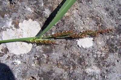 Echinochloa colona,
armil&aacute;;n,
awnless barnyard grass,
bl&eacute; du Dekkan,
capim-arroz,
capim-da-col&ocirc;nia,
capituva,
corn panic grass,
Deccan grass,
Giavone meridionale,
jungle rice,
jungle ricegrass,
jungle-rice,
junglerice