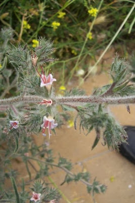 Echium asperrimum,
rough Italian-bugloss,
Viperina ruvidissima