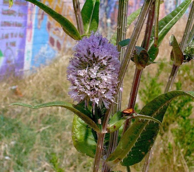 Fuller's teasel
