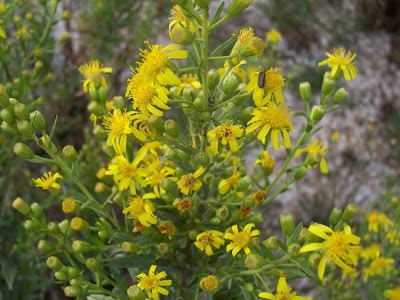 False yellowhead False yellowhead