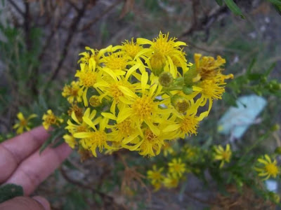 False yellowhead False yellowhead