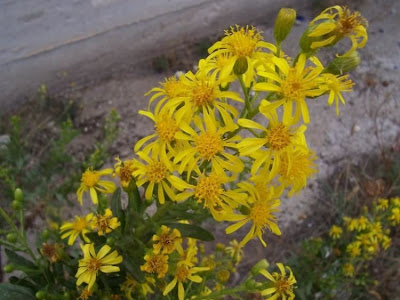 False yellowhead False yellowhead