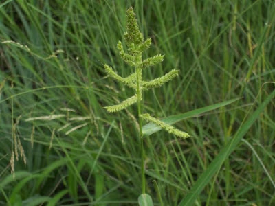 Echinochloa crus-galli,
arrocillo,
barnyard grass,
barnyardgrass,
cockspur,
cockspur grass,
echinochloa pied-de-coq,
gew&ouml;hnliche H&uuml;hnerhirse,
Giavone comune,
H&uuml;hnerhirse,
Japanese millet,
large barnyard grass,
pata de gallo