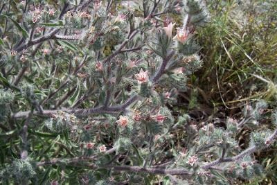 Echium asperrimum,
rough Italian-bugloss,
Viperina ruvidissima