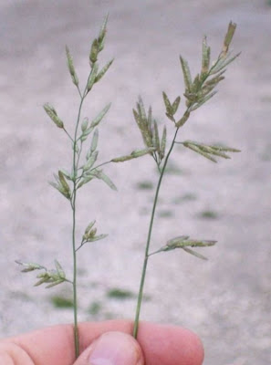 Candy grass Candy grass