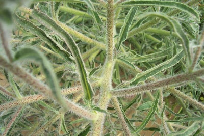 Echium asperrimum,
rough Italian-bugloss,
Viperina ruvidissima