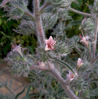 Echium asperrimum,
rough Italian-bugloss,
Viperina ruvidissima