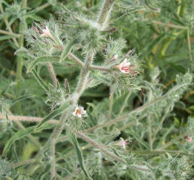 Echium asperrimum,
rough Italian-bugloss,
Viperina ruvidissima