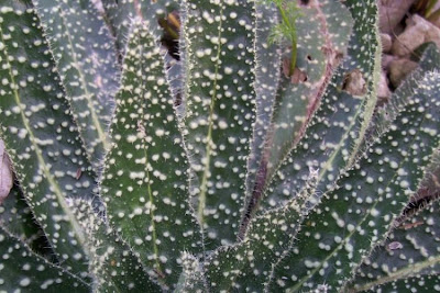 Echium asperrimum,
rough Italian-bugloss,
Viperina ruvidissima