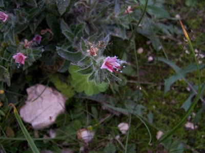 Echium asperrimum,
rough Italian-bugloss,
Viperina ruvidissima