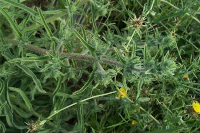 Echium asperrimum,
rough Italian-bugloss,
Viperina ruvidissima
