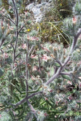 Echium asperrimum,
rough Italian-bugloss,
Viperina ruvidissima