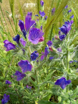 Echium plantagineum,
bloudissel,
blueweed,
Paterson's-curse,
pers-echium,
purple echium,
purple viper's-bugloss,
purple-bugloss,
Riverina bluebell,
Salvation Jane,
sonaja,
Viper's Bugloss,
viper's-bugloss,
Viperina piantagginea