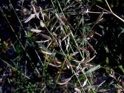 Candy grass Candy grass