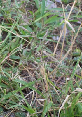 Candy grass Candy grass