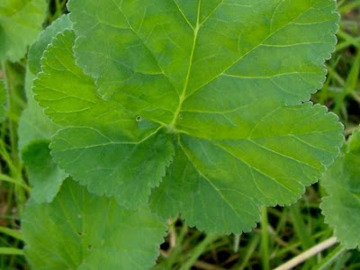 Malvenbl�ttriger Reiherschnabel