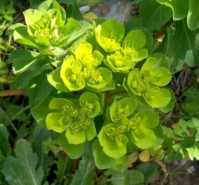 Euforbia calenzuola Euforbia calenzuola
