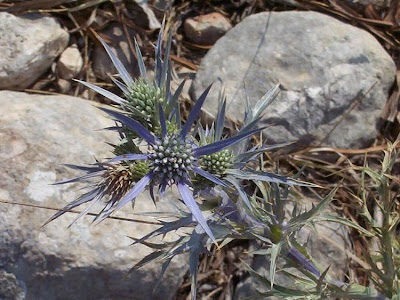Calcatreppola ametistina