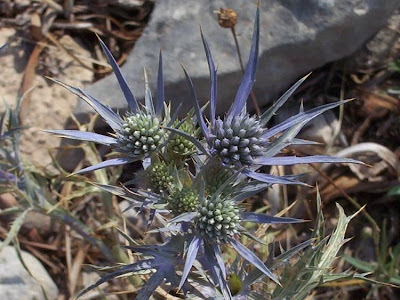 Calcatreppola ametistina