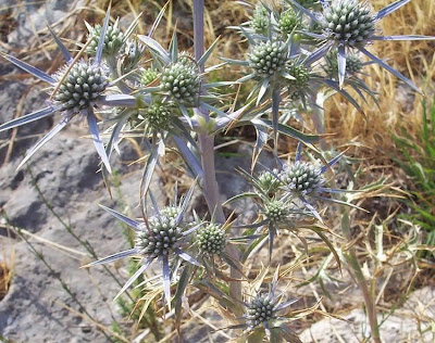Calcatreppola ametistina