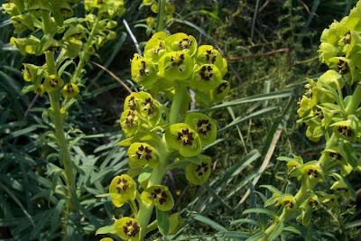 Albanian spurge Albanian spurge