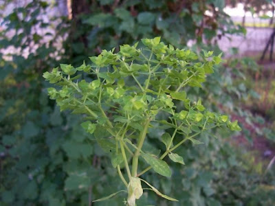 Alfavaca-venenosa Alfavaca-venenosa