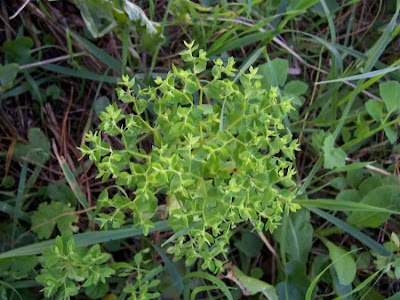 Alfavaca-venenosa Alfavaca-venenosa