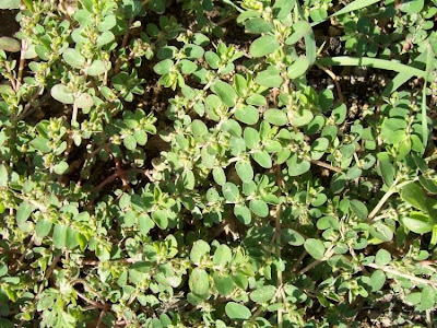 Euforbia prostrata