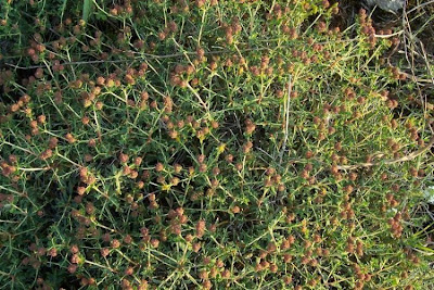 Euforbia spinosa