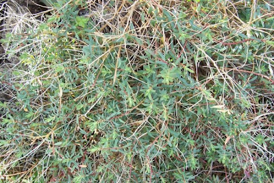 Euforbia spinosa