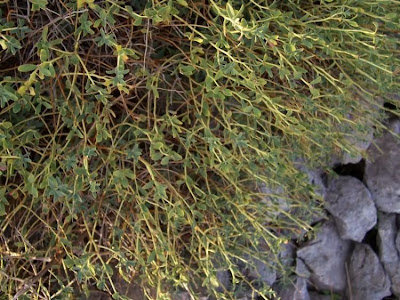 Euforbia spinosa