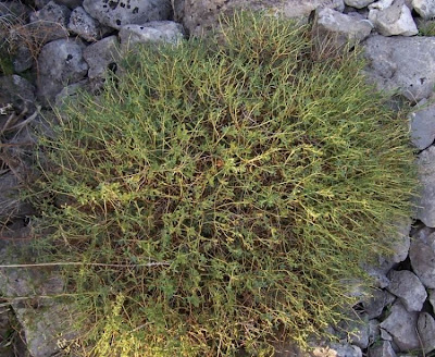Euforbia spinosa