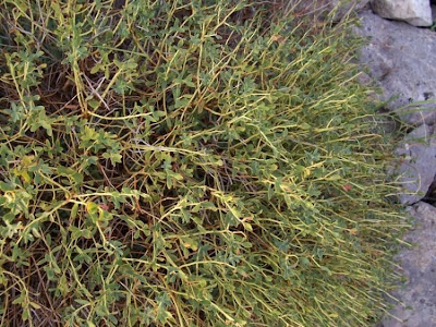 Euforbia spinosa