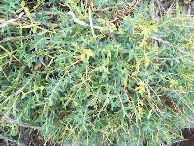 Euforbia spinosa