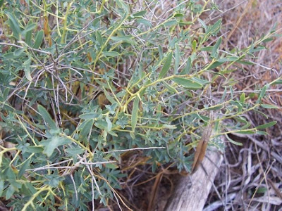 Euforbia spinosa