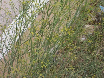 Fenchel Fenchel