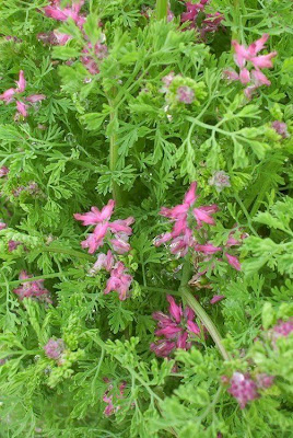 Common fumitory Common fumitory