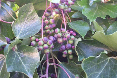 Hedera helix L.