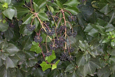 Edera Edera