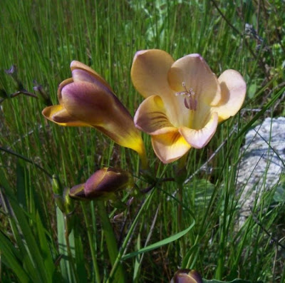 Freesia refracta (Jacq.) Klatt