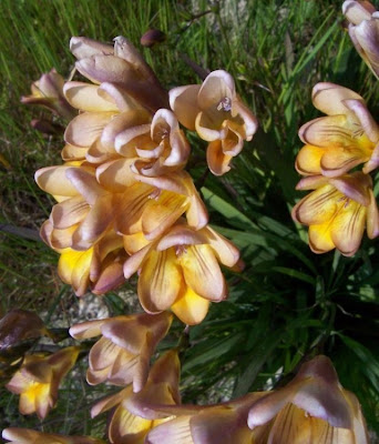 Freesia refracta (Jacq.) Klatt