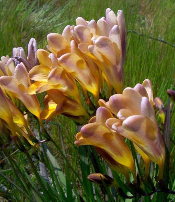 Freesia refracta (Jacq.) Klatt
