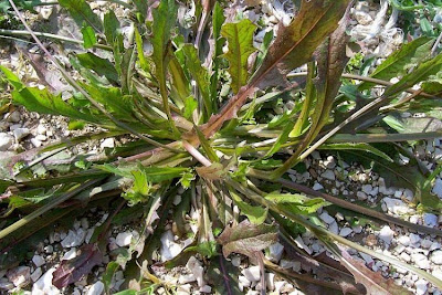 R�hrchenkraut
