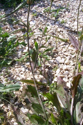 R�hrchenkraut