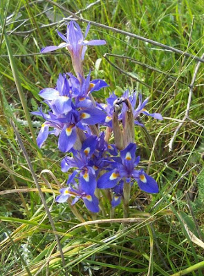 Barbary Nut