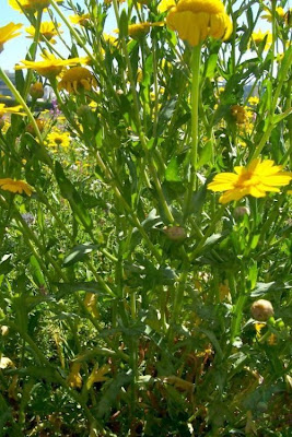 Saatwucherblume